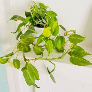 Philodendron Brazil